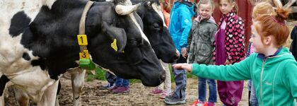 Kinder füttern und streicheln Kühe bei Hofführung im Sauerland