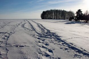 Sauerland Winter weiße Schneelandschaft mit Spuren